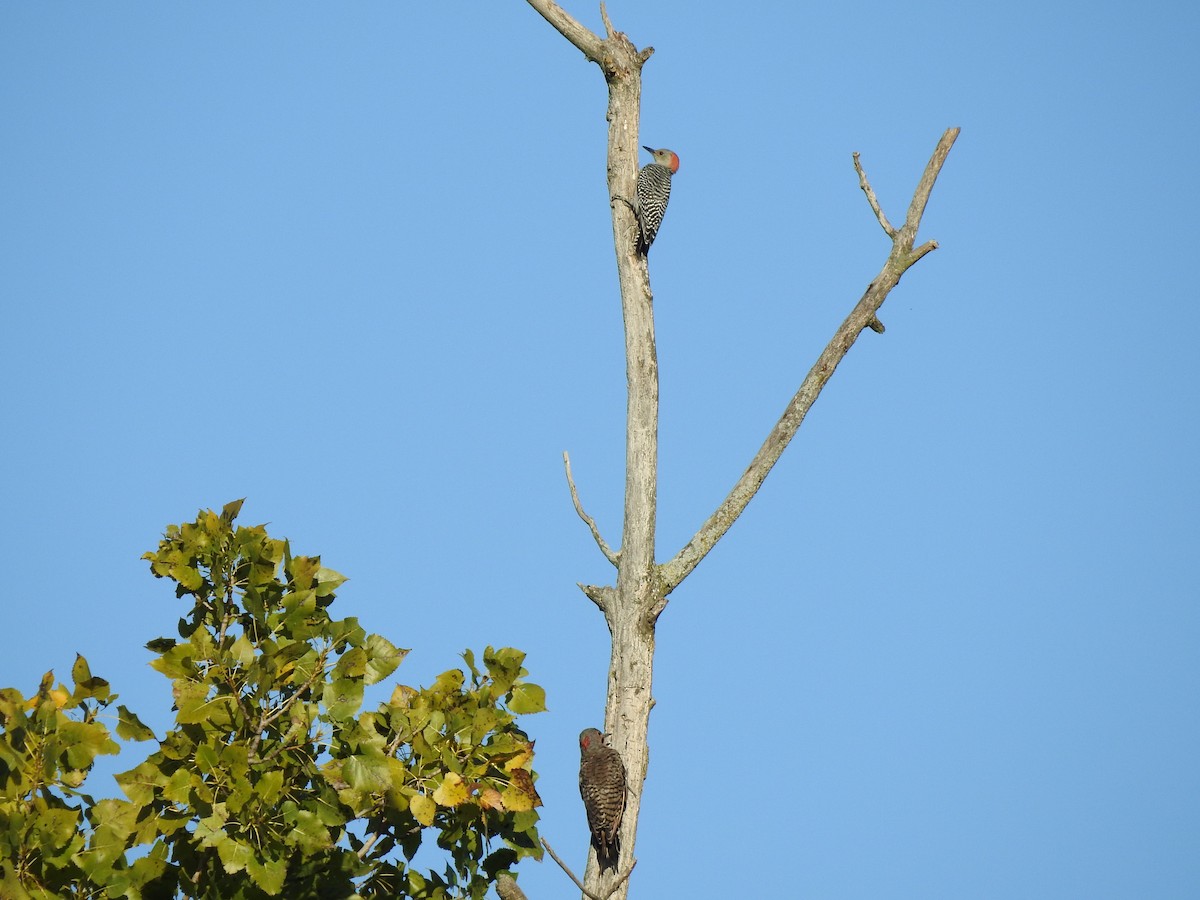 Red-bellied Woodpecker - ML34970791