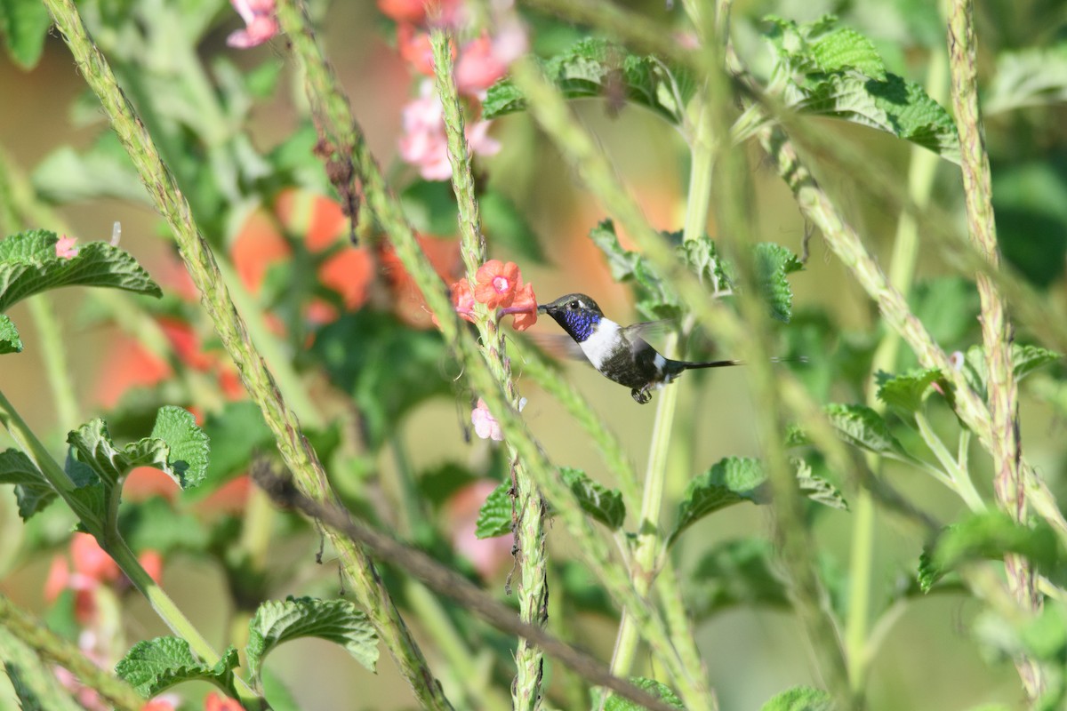Sparkling-tailed Hummingbird - ML349709811