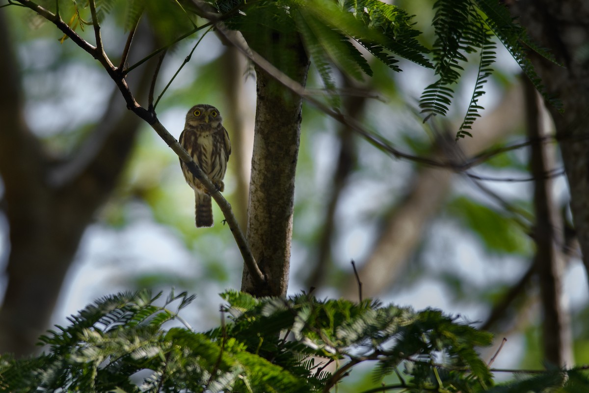 Ferruginous Pygmy-Owl - Daniel Kalamarides