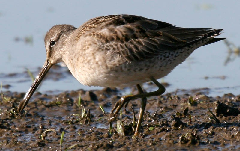 Long-billed Dowitcher - ML34971271