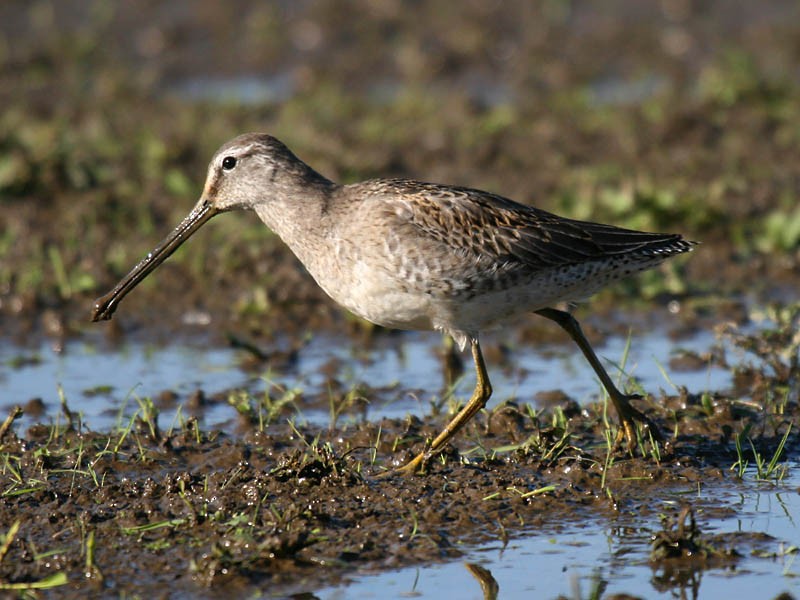 Long-billed Dowitcher - ML34971281