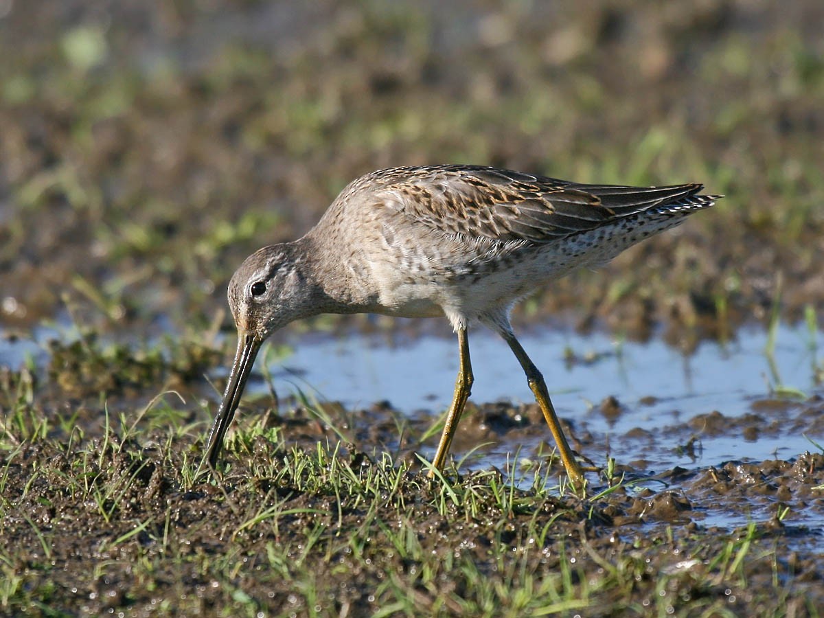 Long-billed Dowitcher - ML34971291