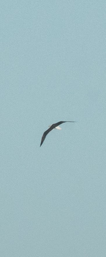Lesser Black-backed Gull - ML34971711