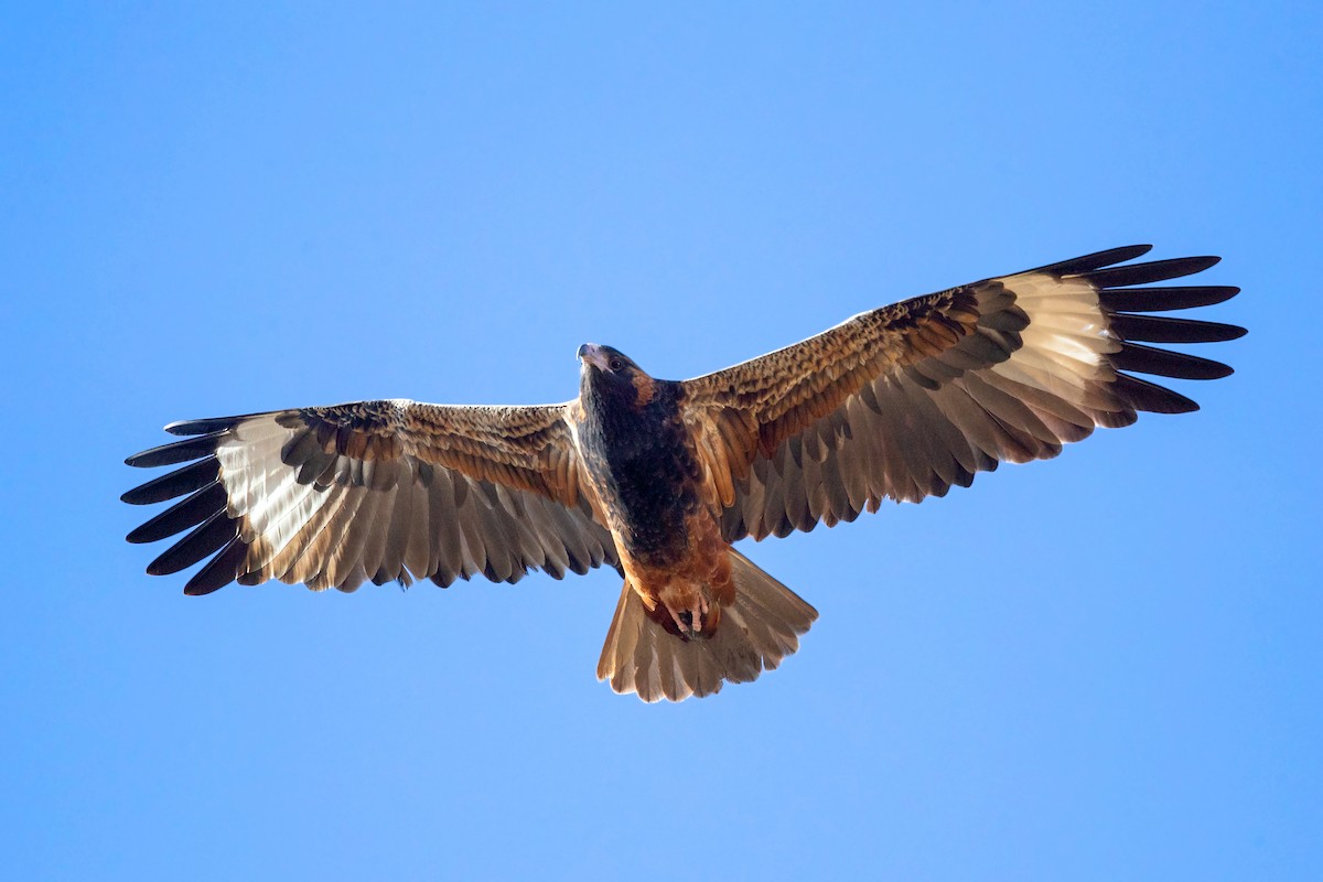 Black-breasted Kite - ML349719611