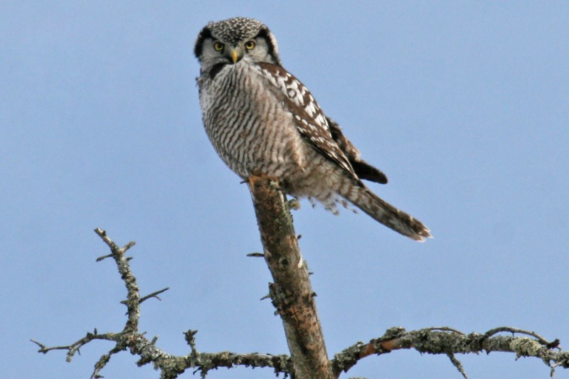 Northern Hawk Owl - Scott Barnes
