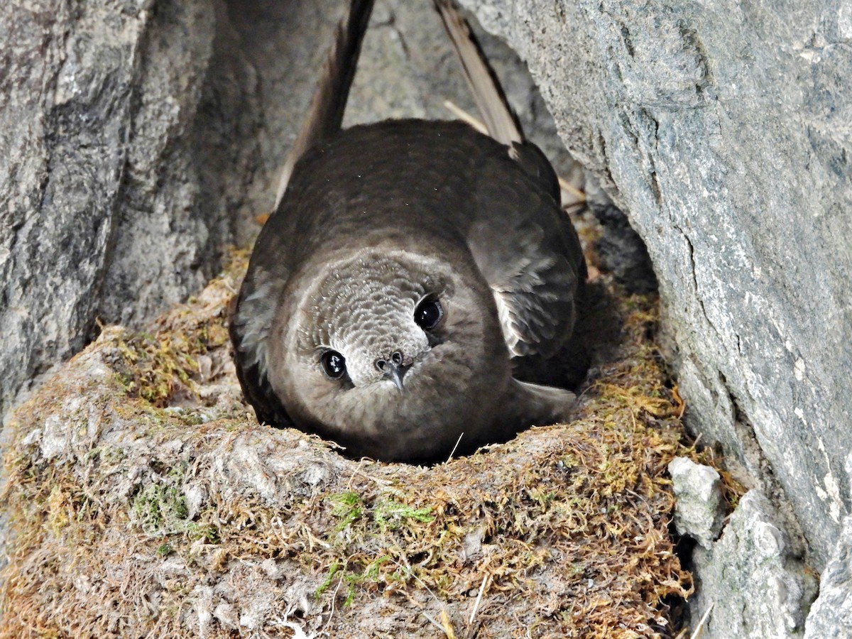 Black Swift - Cypseloides niger - Birds of the World