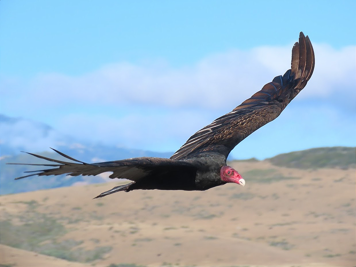 Turkey Vulture - ML349721801