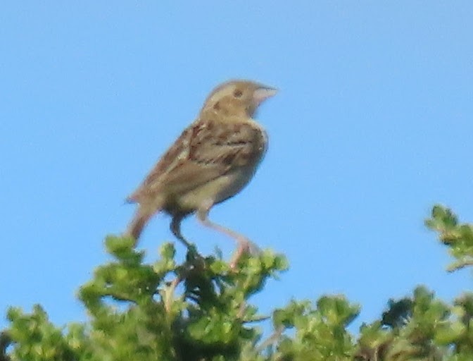 Grasshopper Sparrow - ML349722661