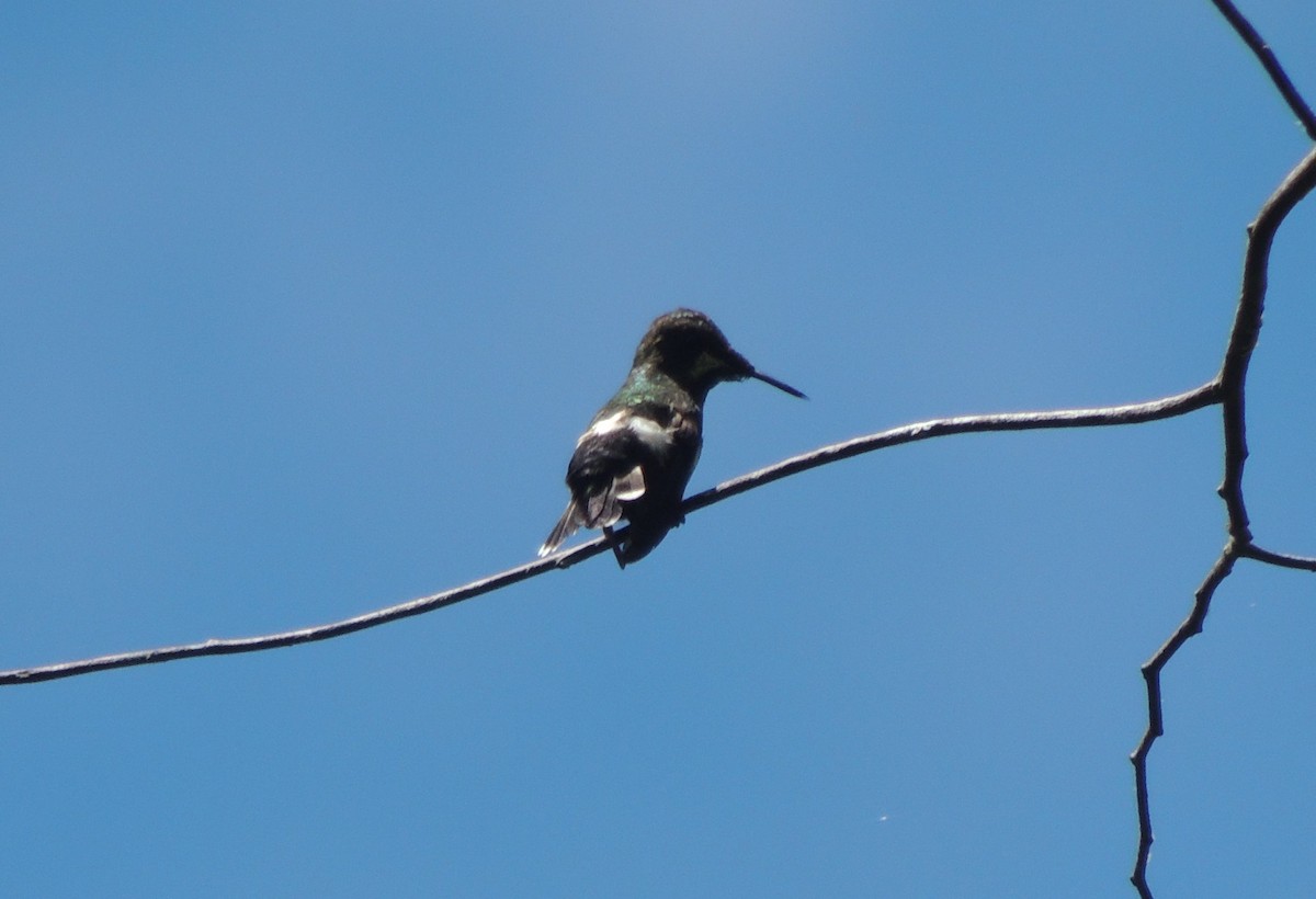 kolibřík ostrochocholatý - ML34972521