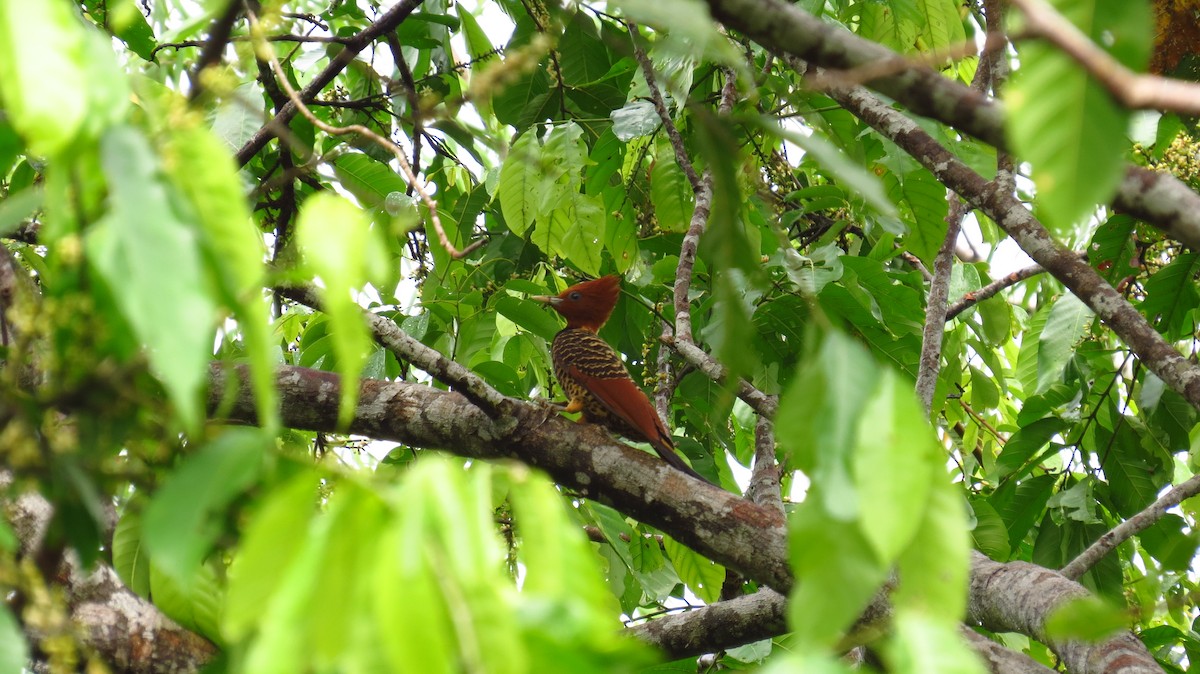 Rufous-headed Woodpecker - Jorge Muñoz García   CAQUETA BIRDING
