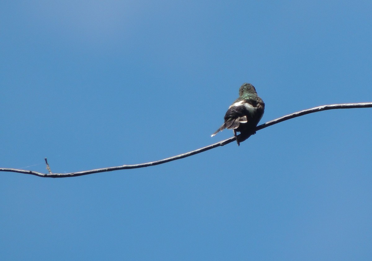 kolibřík ostrochocholatý - ML34972631