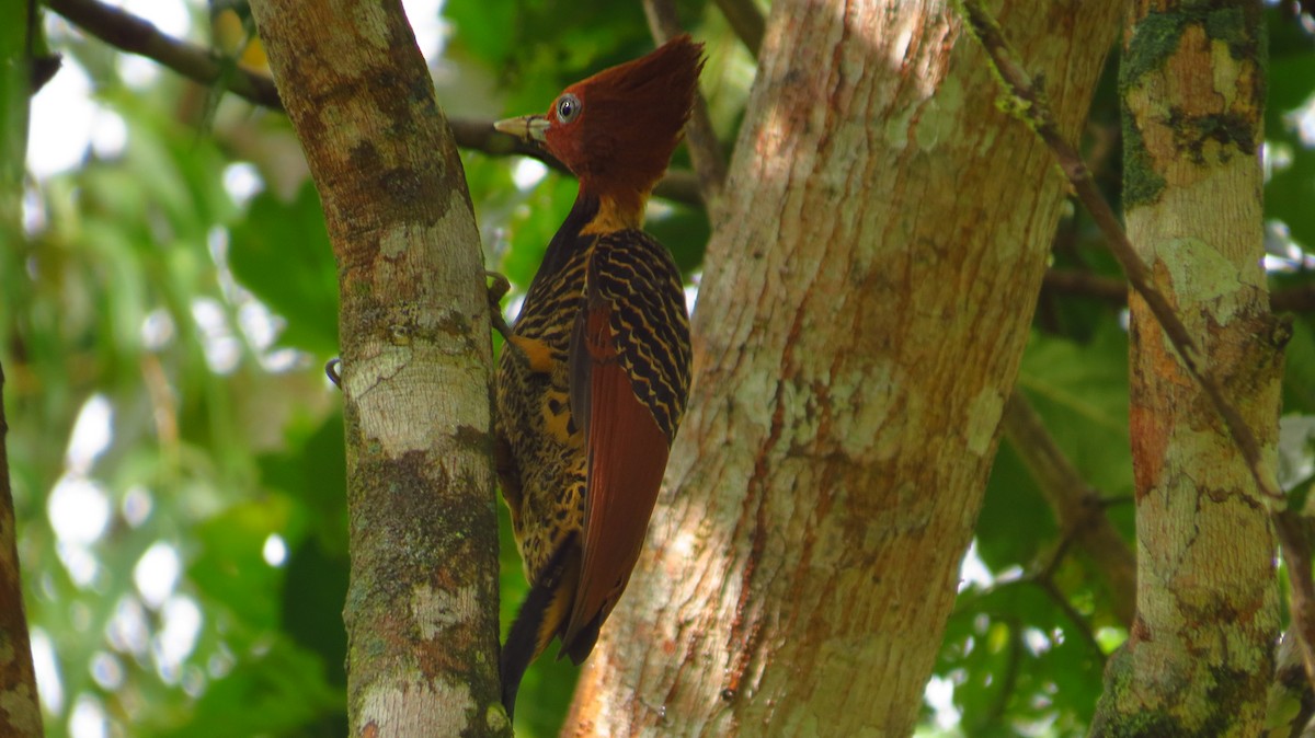Rufous-headed Woodpecker - ML34972661