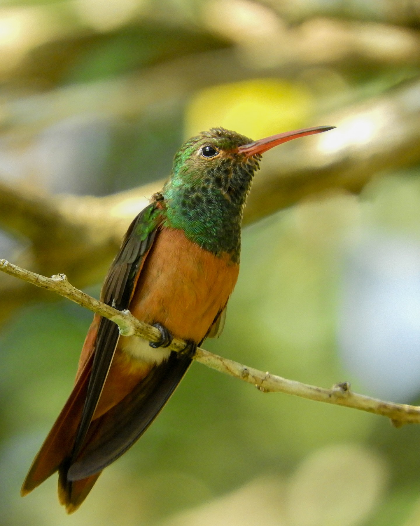 Colibrí Vientre Canelo (yucatanensis) - eBird