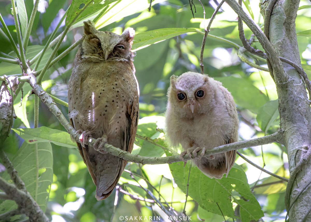 White-fronted Scops-Owl - ML349730141
