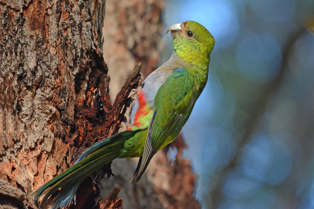 Red-capped Parrot - ML349741271