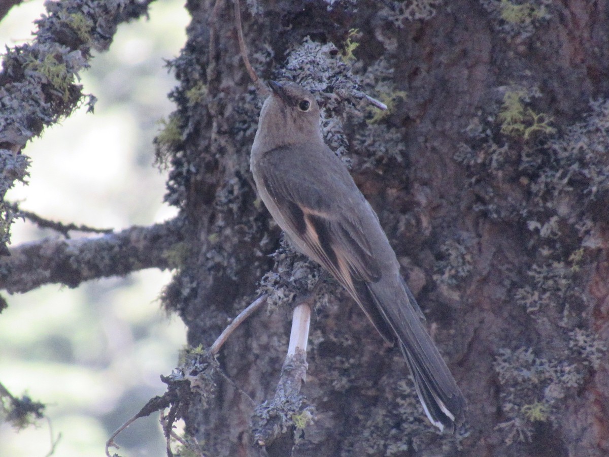 Townsend's Solitaire - ML349741301