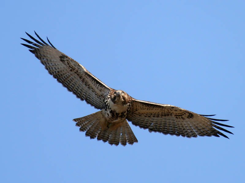 Red-tailed Hawk - Greg Gillson