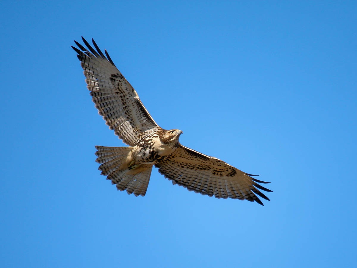 Red-tailed Hawk - ML34974561