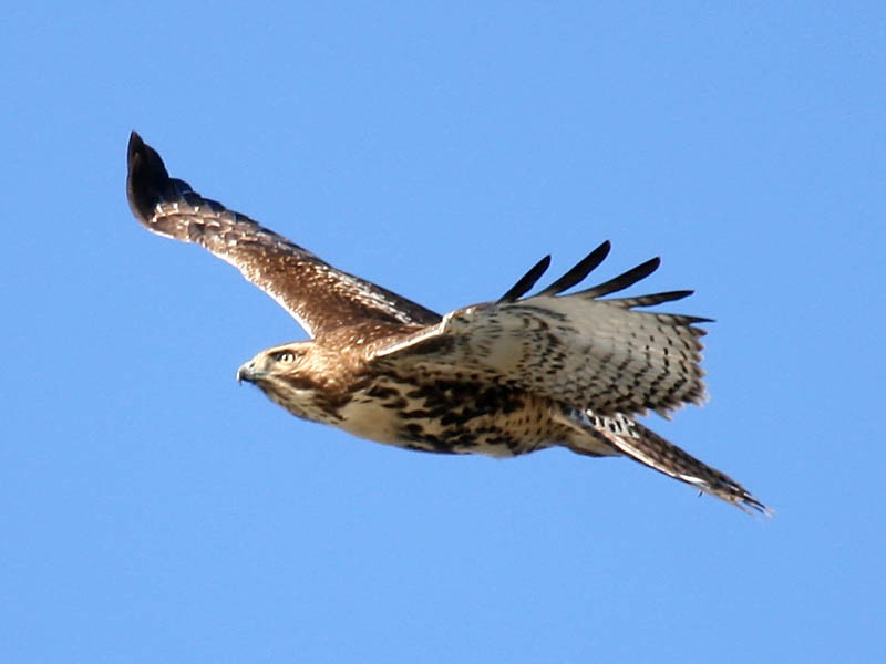 Red-tailed Hawk - Greg Gillson