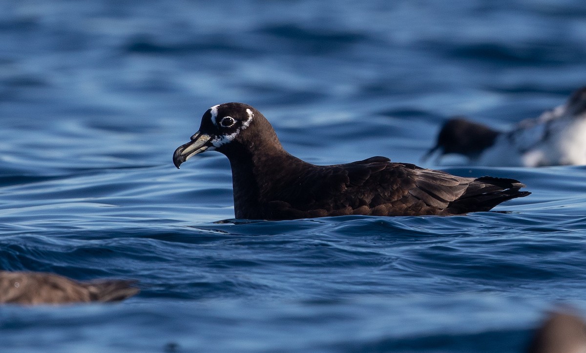 Spectacled Petrel - ML349746301