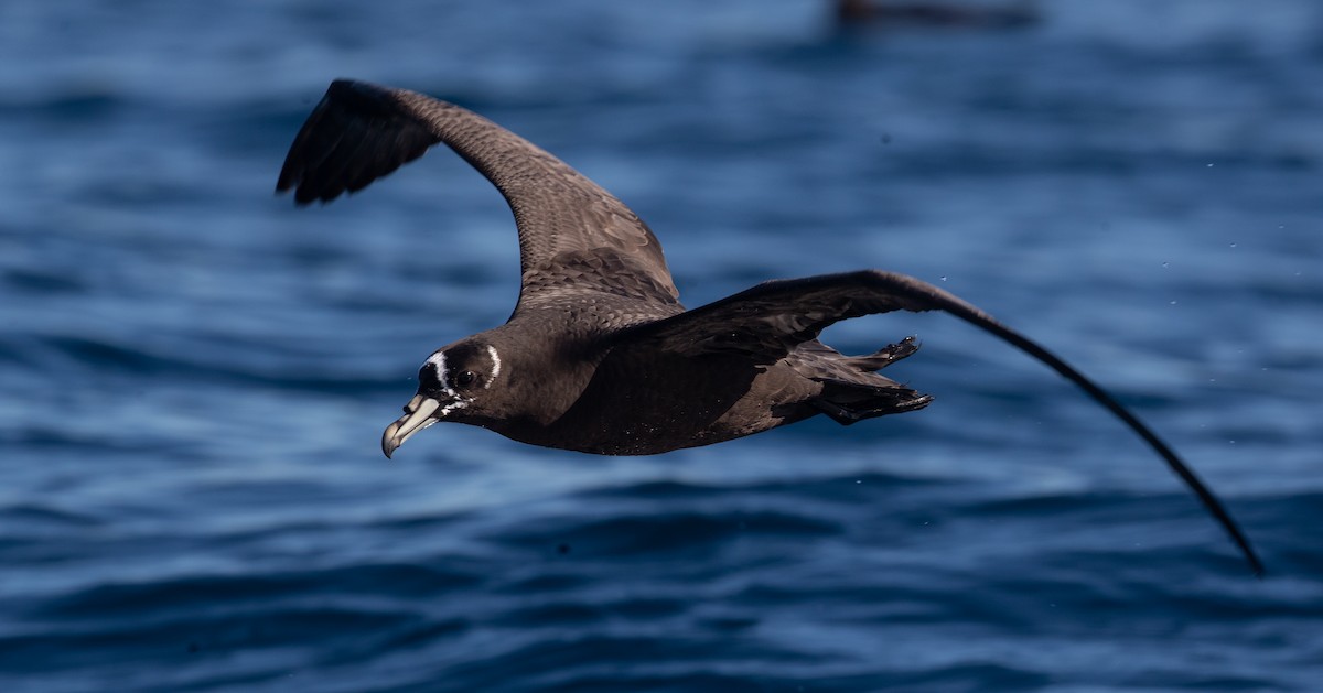 Spectacled Petrel - ML349746311