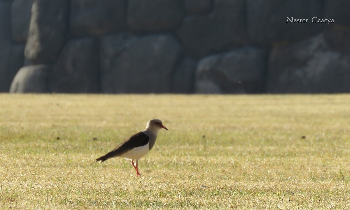 Andean Lapwing - ML34975031