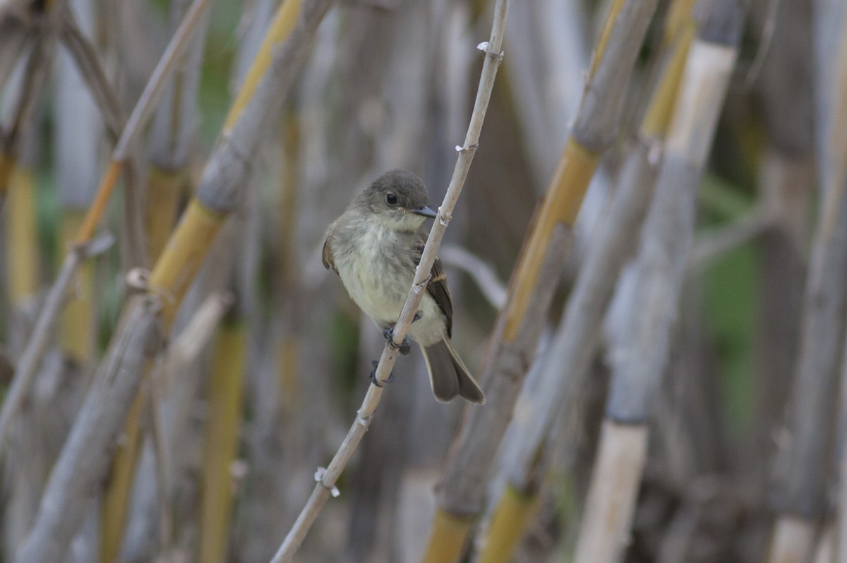 eBird Checklist 27 May 2012 Chalk Bluff Park, Uvalde (HOTW 023