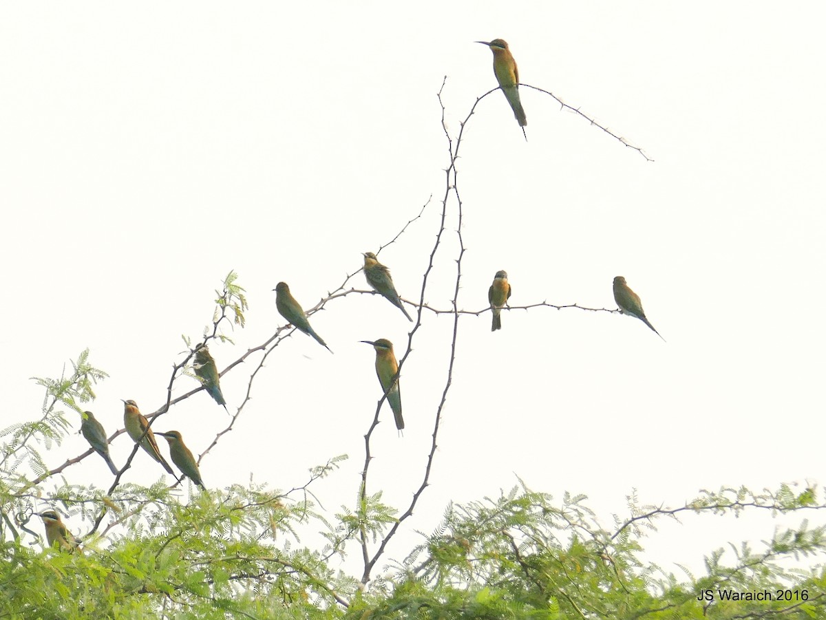 Blue-tailed Bee-eater - Jaswinder Waraich