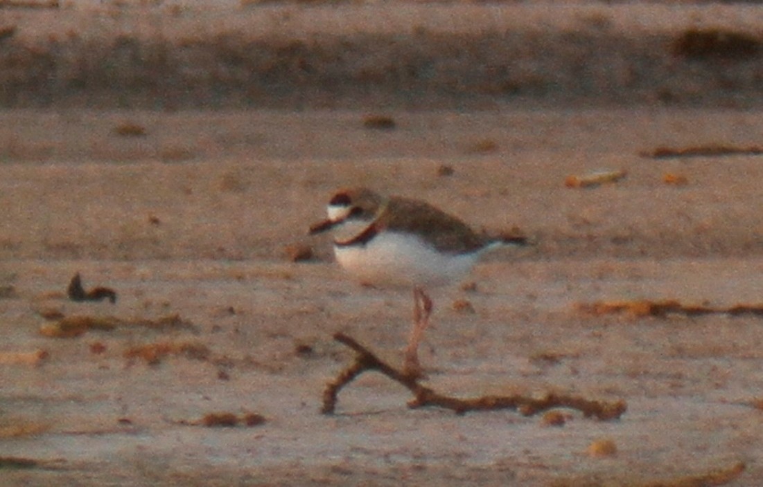 Collared Plover - ML34976351