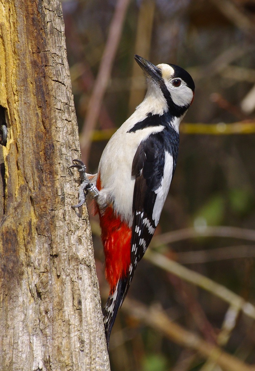 Great Spotted Woodpecker - ML349766731