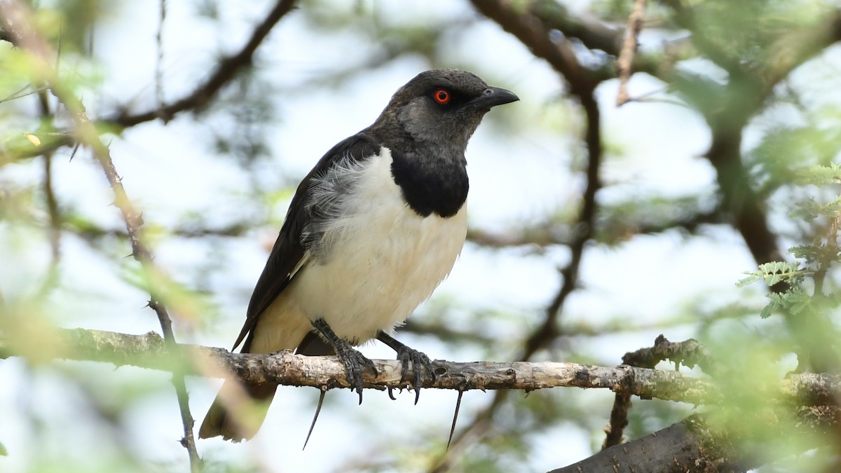 Magpie Starling - ML349773691