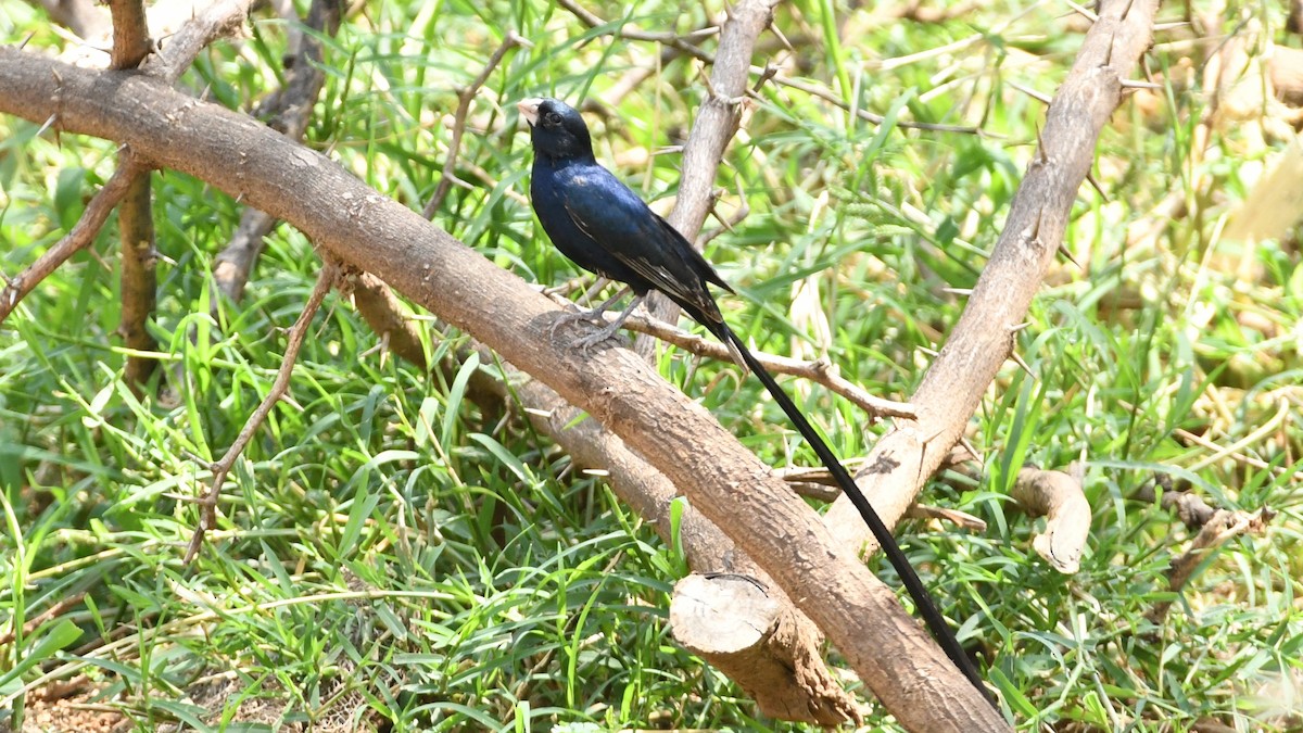 Steel-blue Whydah - ML349774091