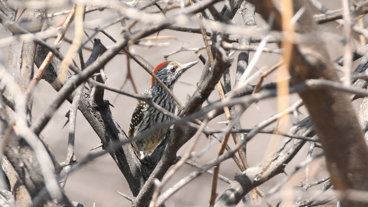 Cardinal Woodpecker - ML349774141