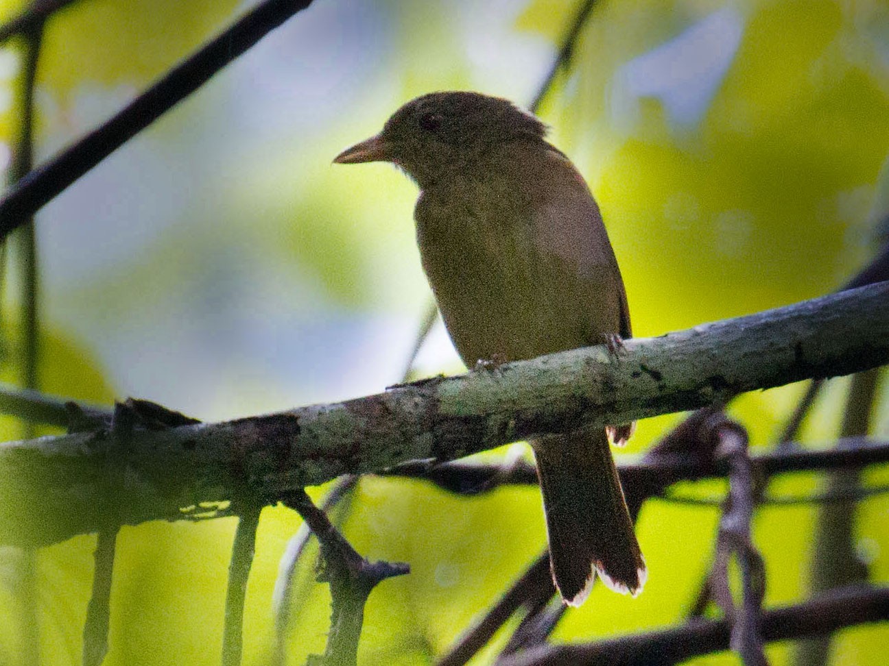 Waigeo Shrikethrush - eBird