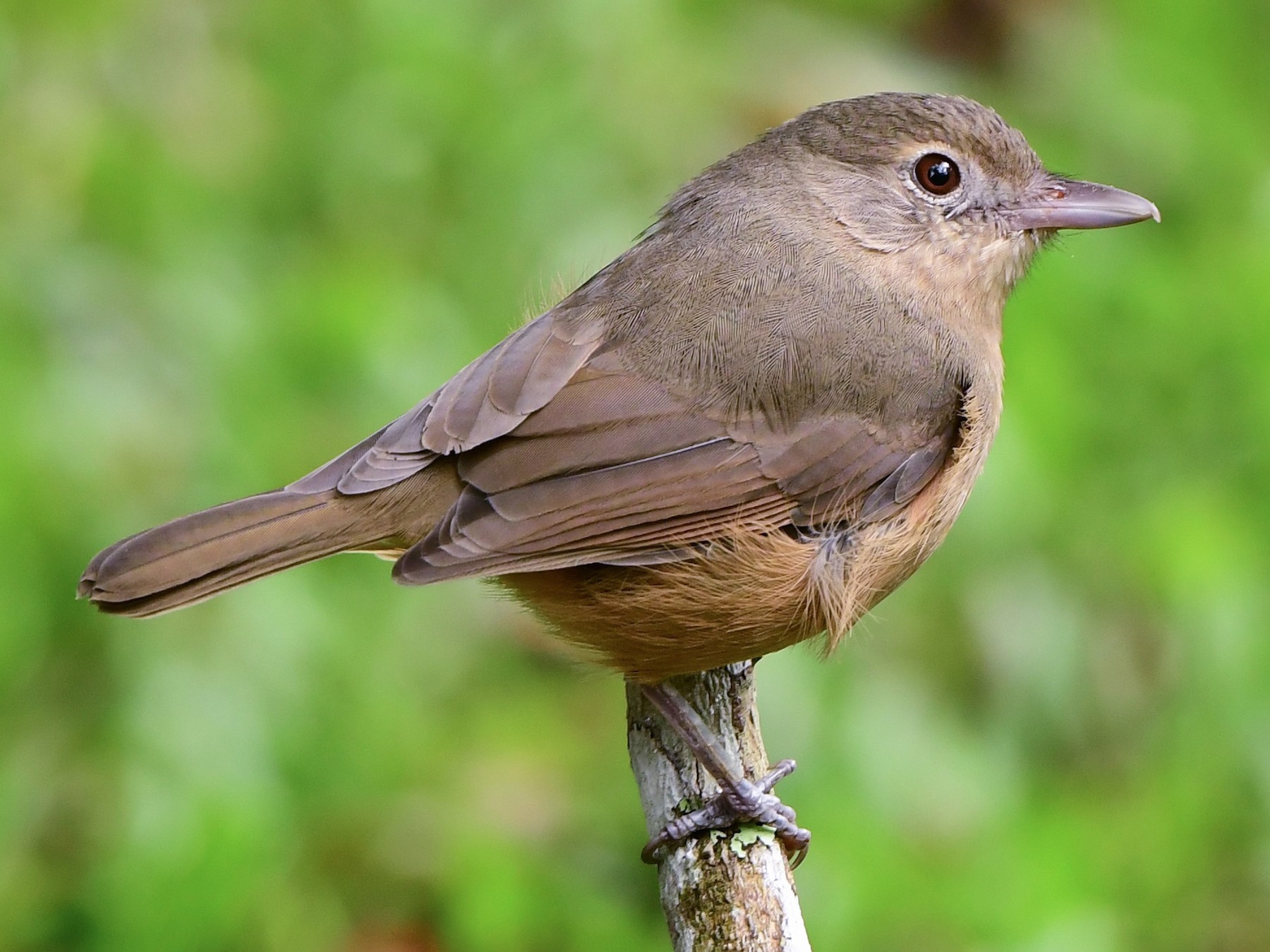 Rufous Shrikethrush - Andy Gee