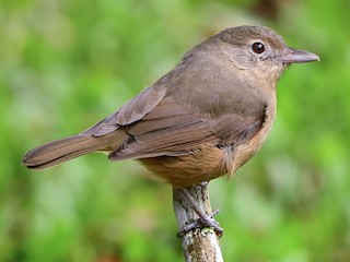  - Rufous Shrikethrush