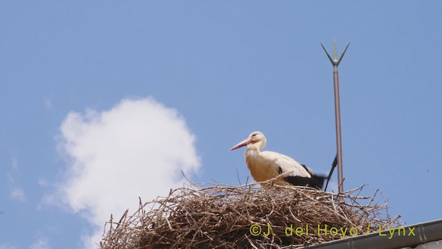 White Stork - ML349784551