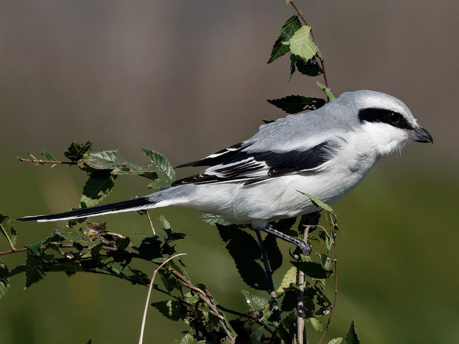 オオカラモズ Ebird