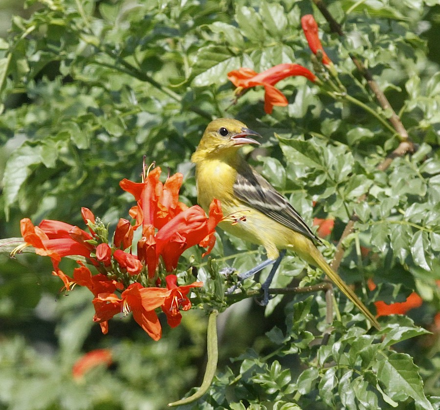 Orchard Oriole - ML34979071