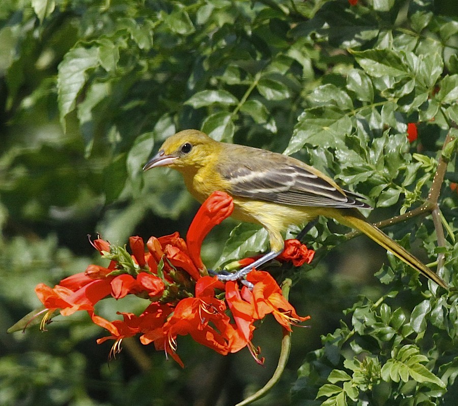 Orchard Oriole - ML34979081