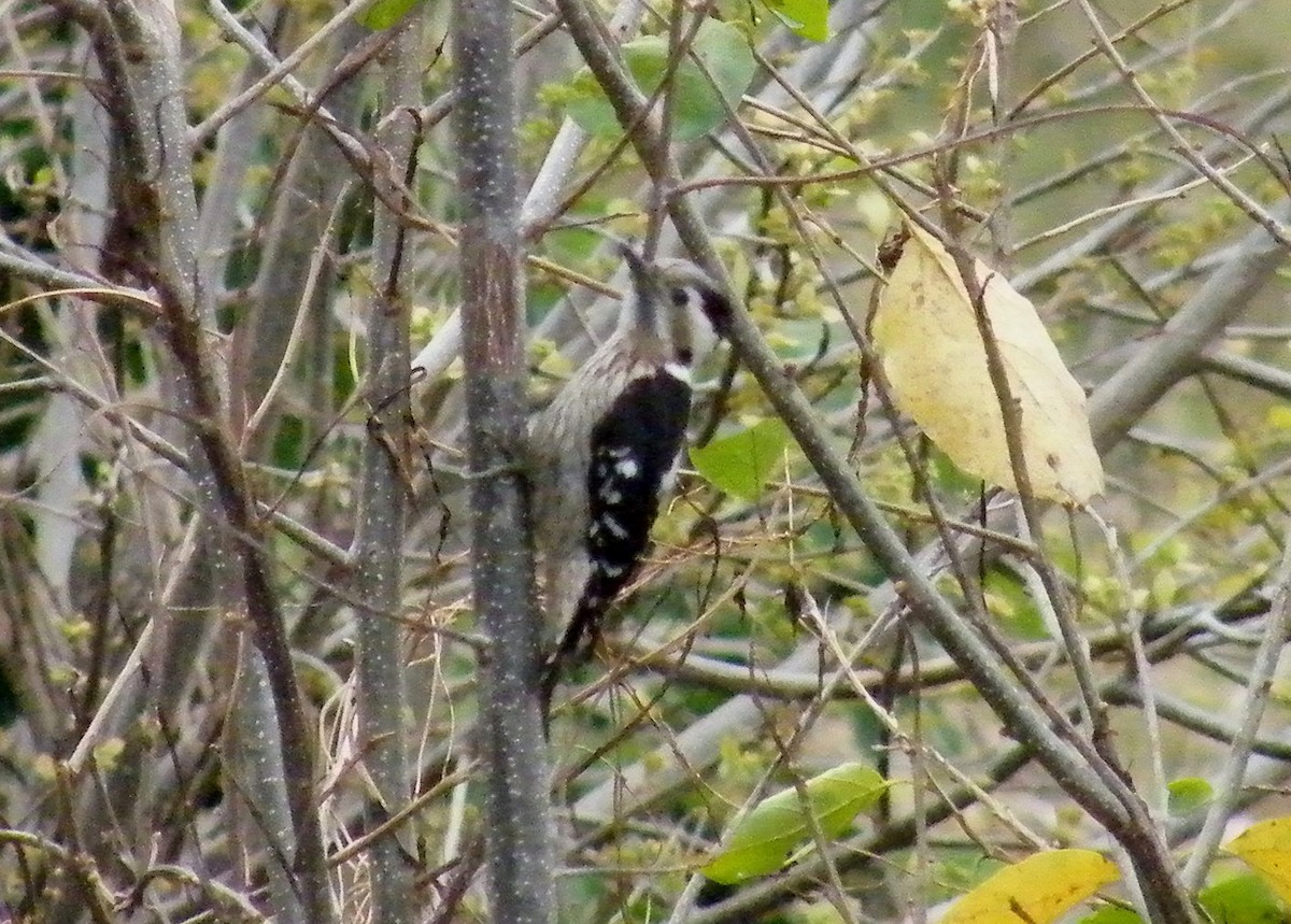 Gray-capped Pygmy Woodpecker - ML34979311