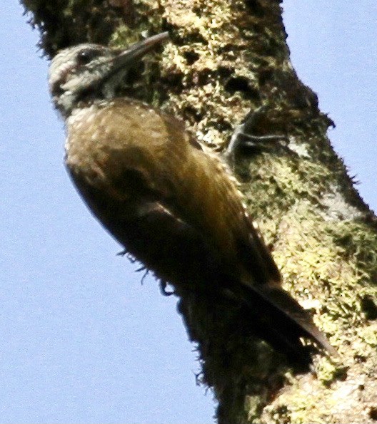 Golden-crowned Woodpecker - Connie Lintz
