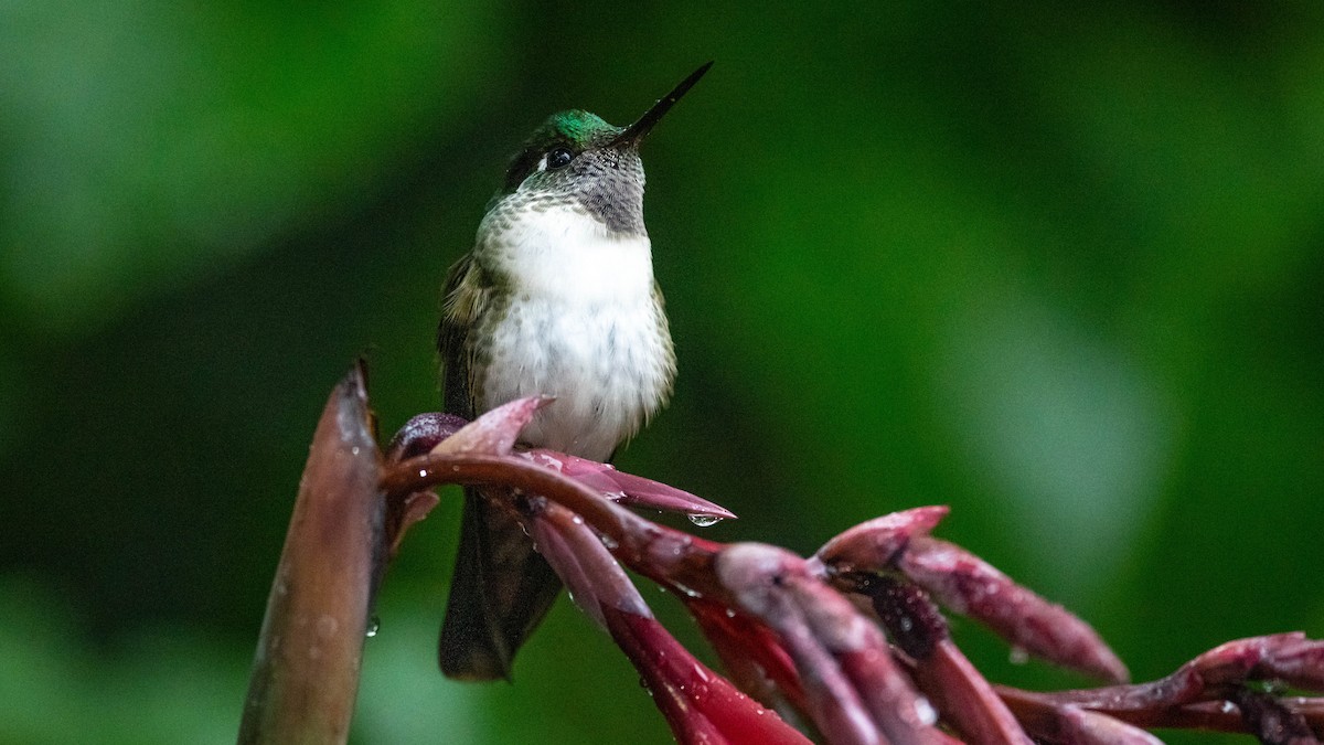 White-bellied Mountain-gem - Mathurin Malby