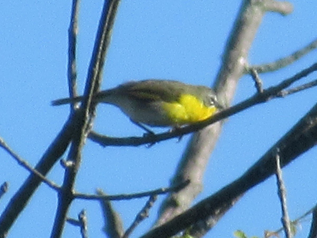Yellow-breasted Chat - ML349800611