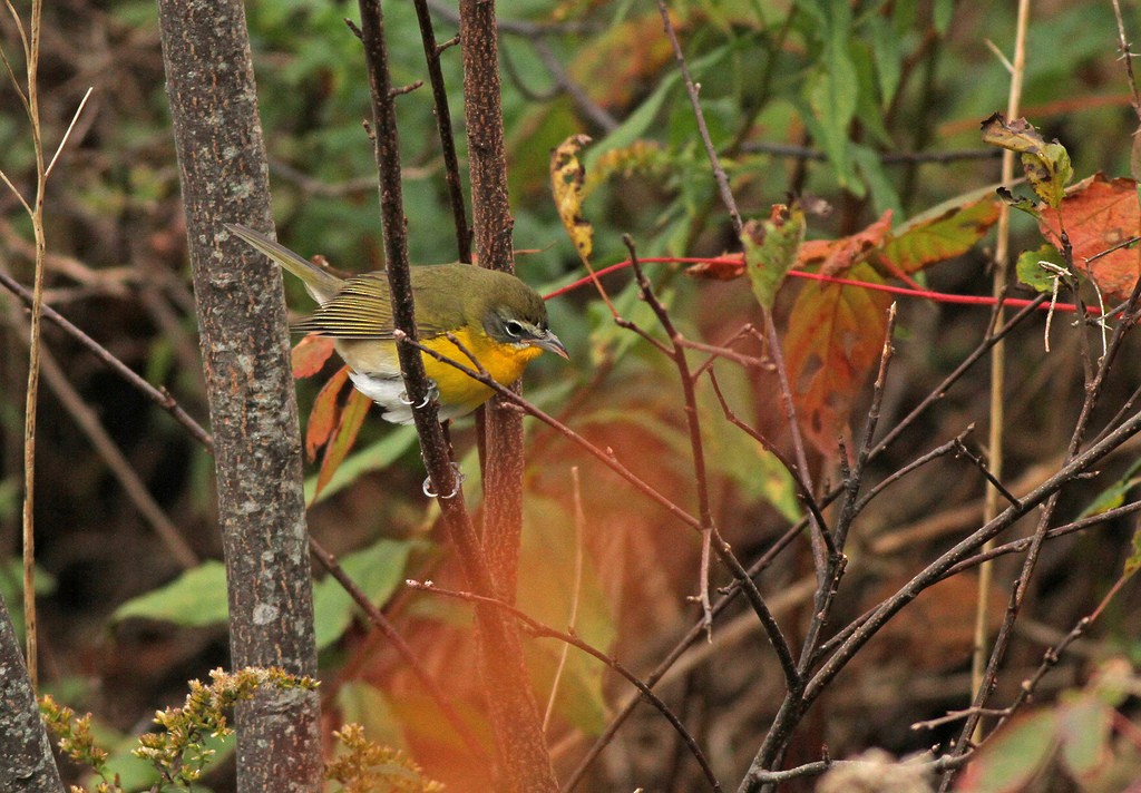 Yellow-breasted Chat - ML34981021