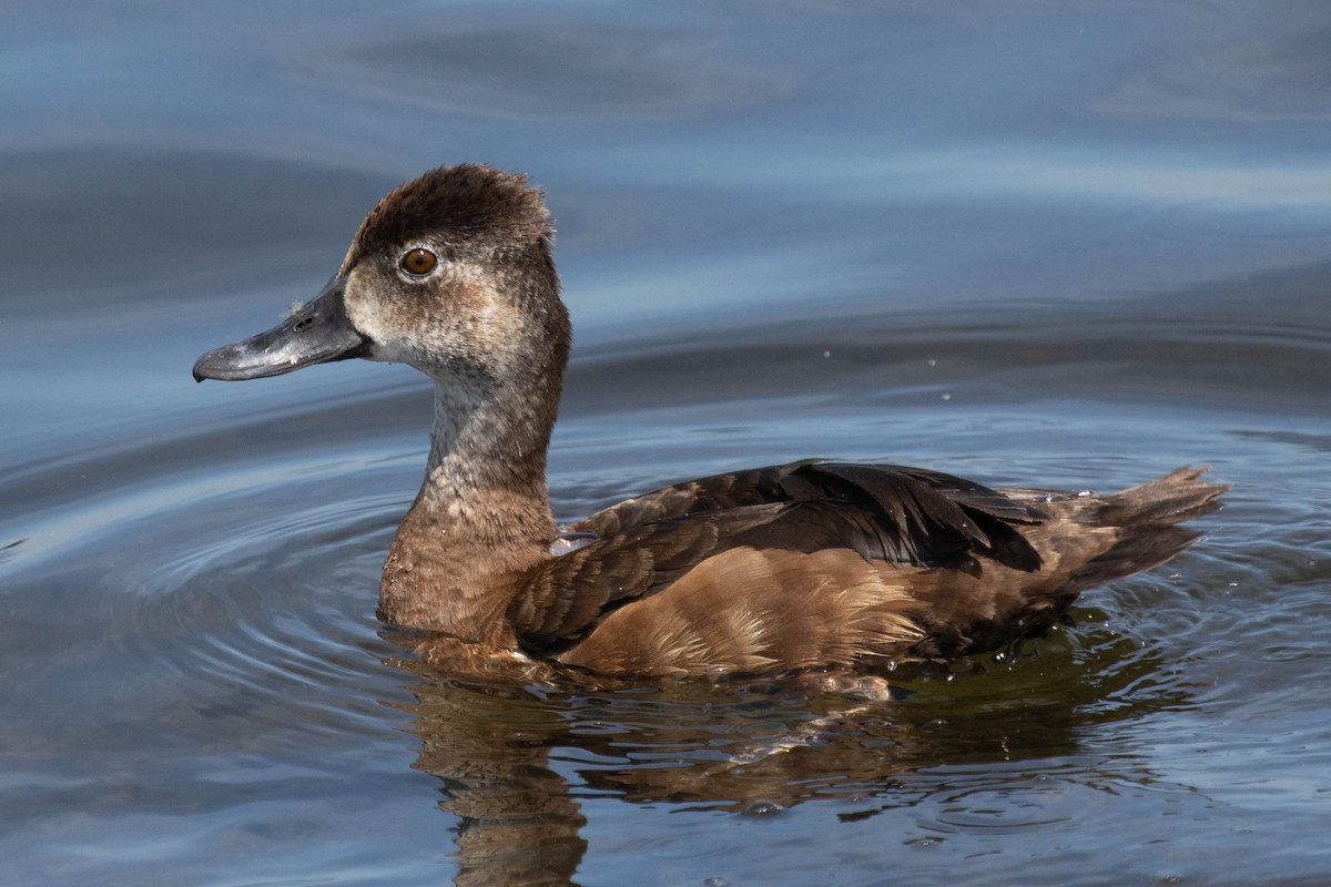 Ring-necked Duck - ML349813161