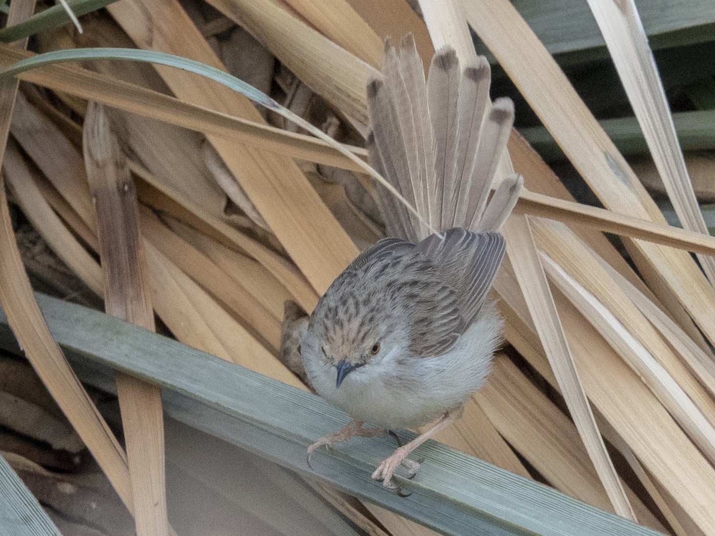 Graceful Prinia - Scott Young