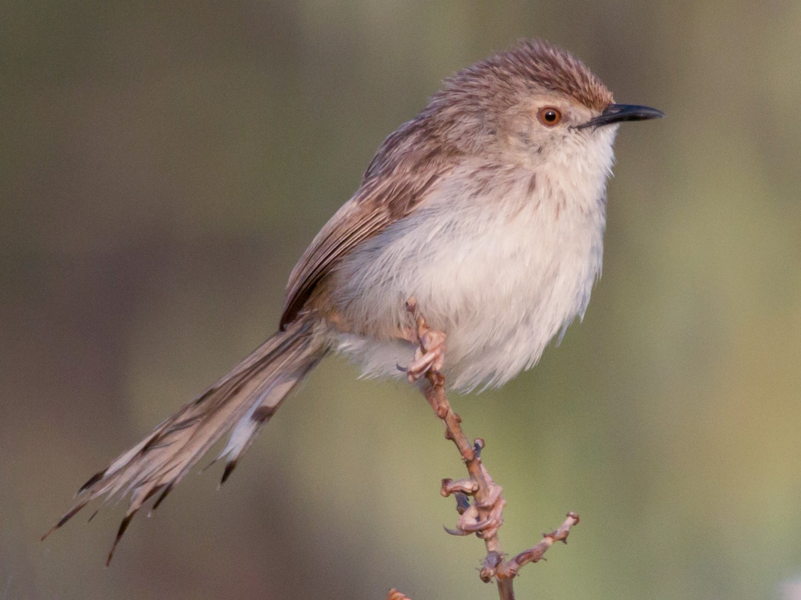 Graceful Prinia - Rami Derech