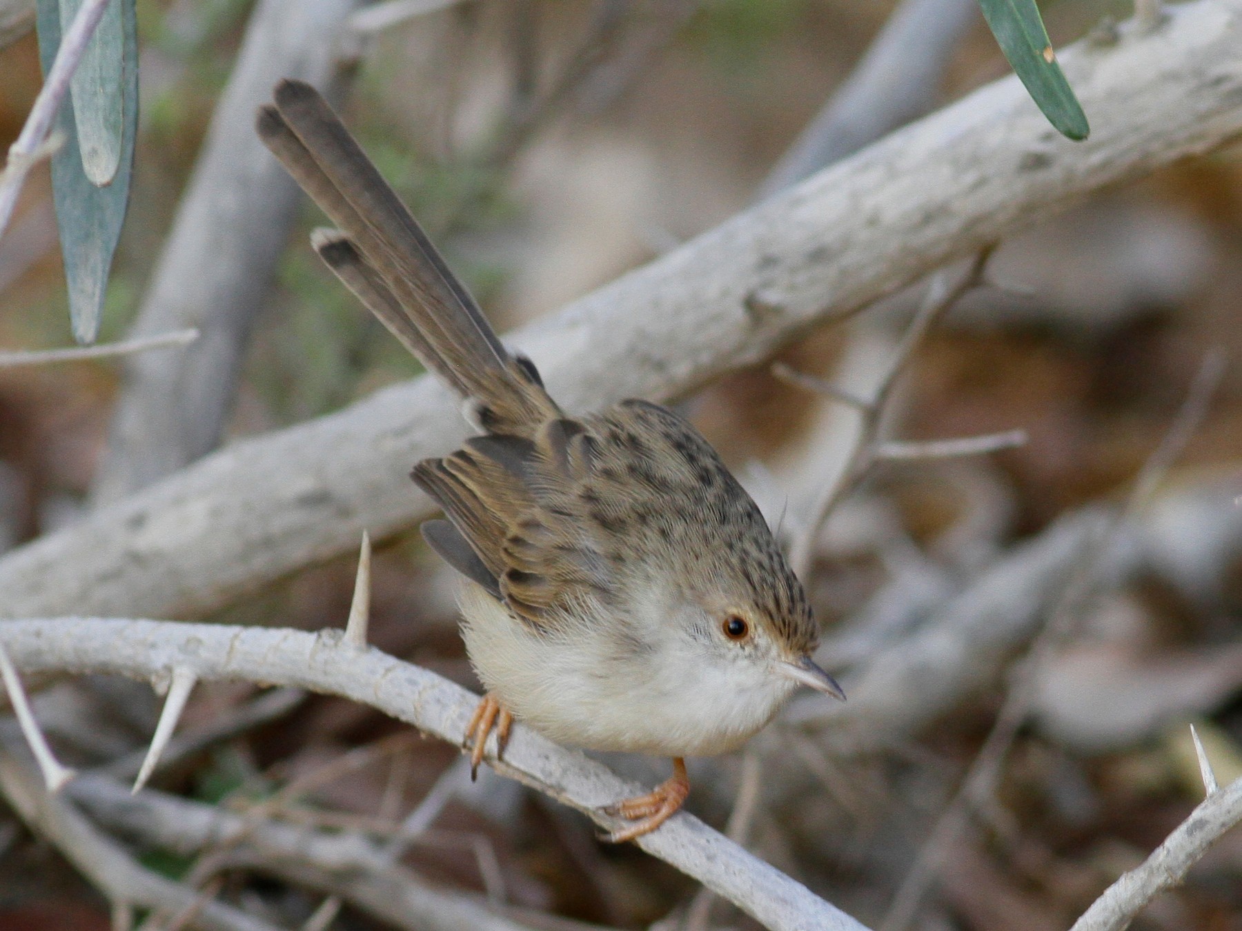 Graceful Prinia - Anton Liebermann