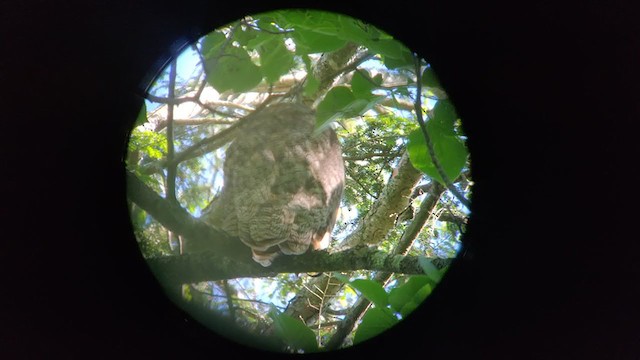 Great Horned Owl - ML349816641